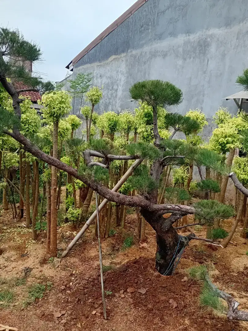 pohon ating putri dan tanaman hias