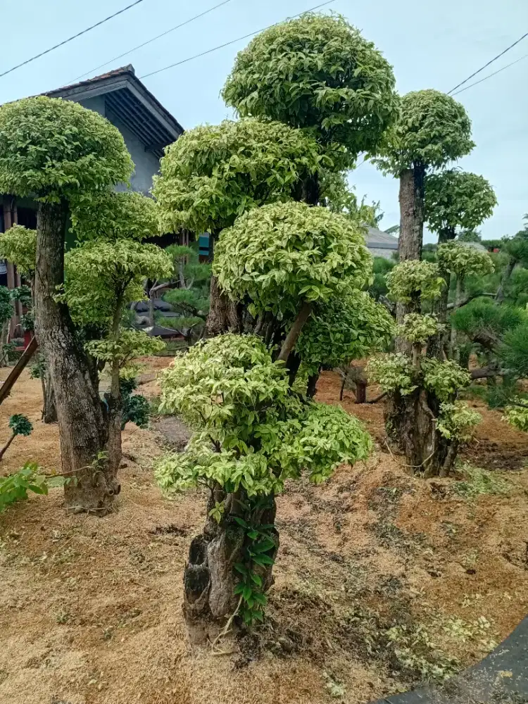 pohon anting putei dan tanaman hias