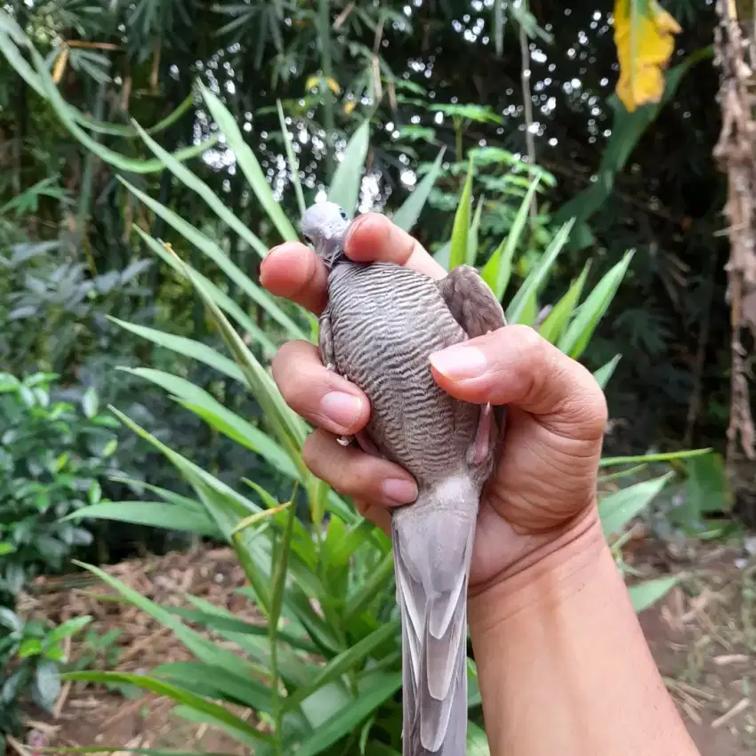 Perkutut majapahit lokal jawa