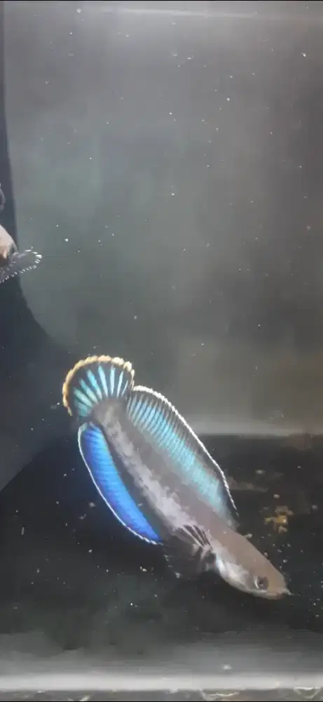 Chana andro jumbo biru