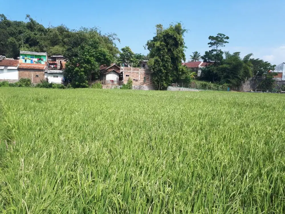 Dijual Tanah Sawah Muraaah