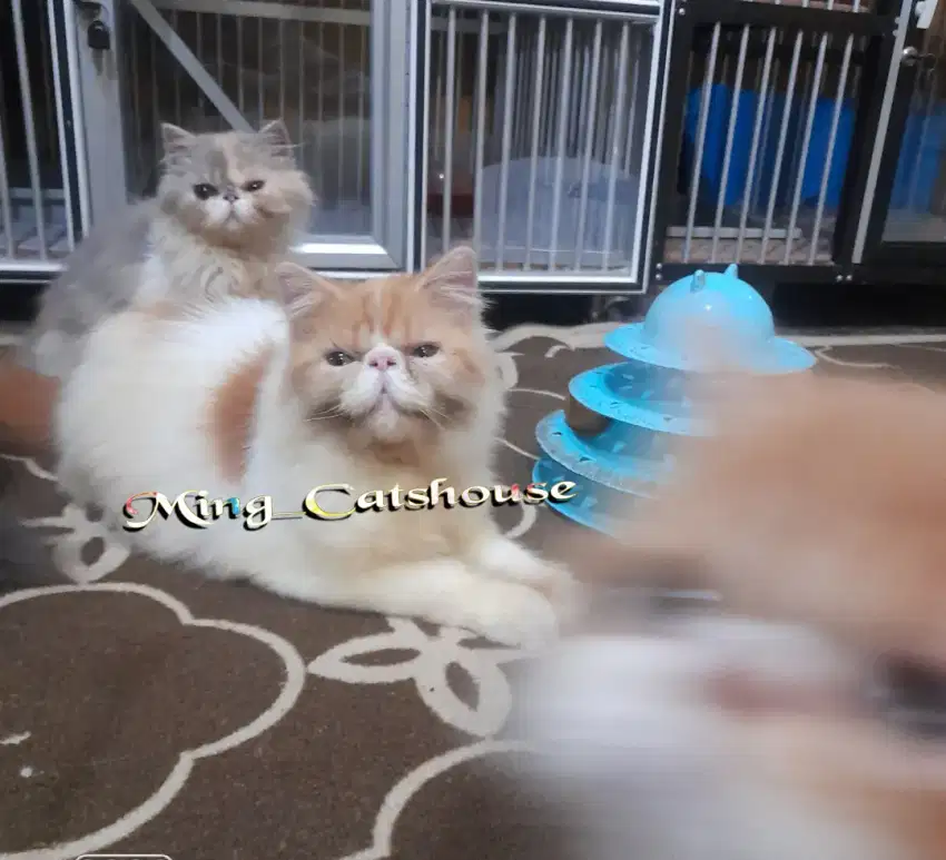Persia Peaknose Longhair