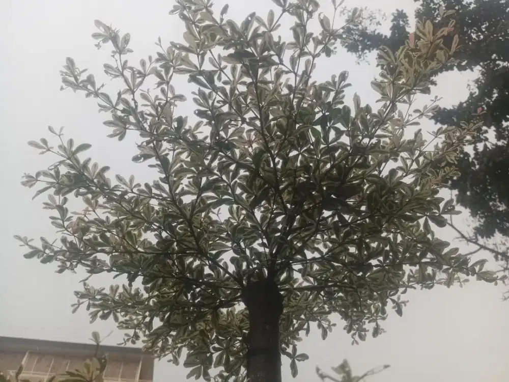 Ketapang kencana variegata