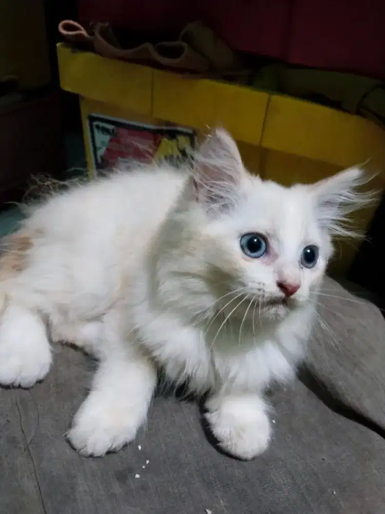 Kucing anggora jantan