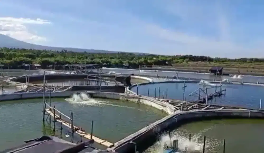 Di jual Tambak Udang (Nego)