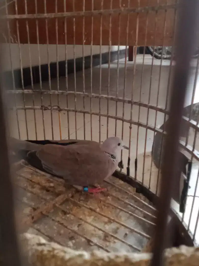 Burung Unik Cuhu gacoran