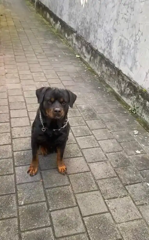 Stud Service Rottweiler Jantan Pure Satambum