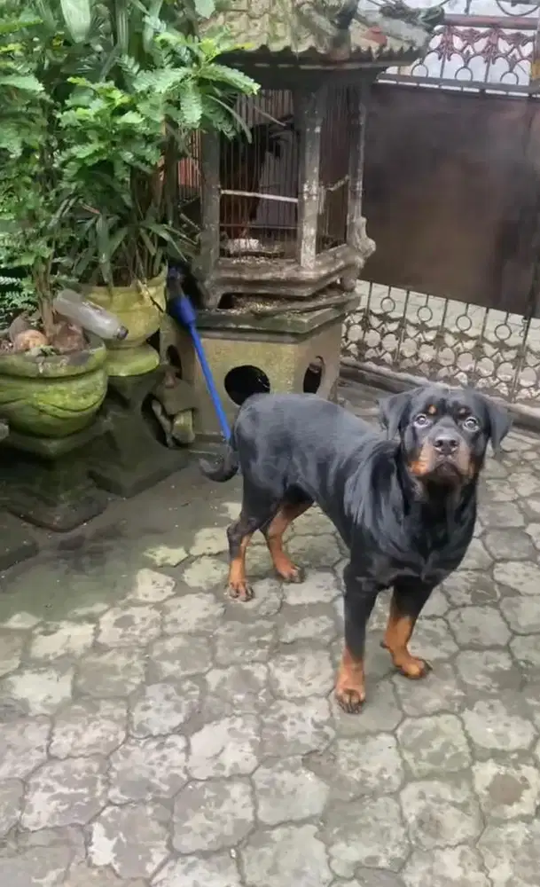 Stud Service Rottweiler Jantan Pure Satambum