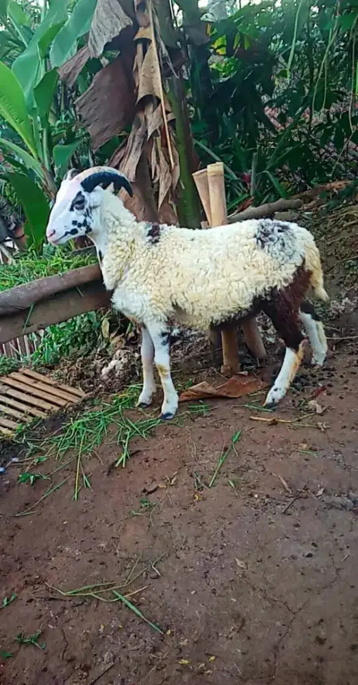 Paket Kambing Kurban
