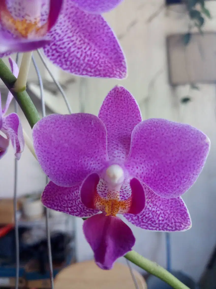 Tanaman Anggrek Bulan Phalaenopsis Doritis, Tanaman Sudah Mekar Knop
