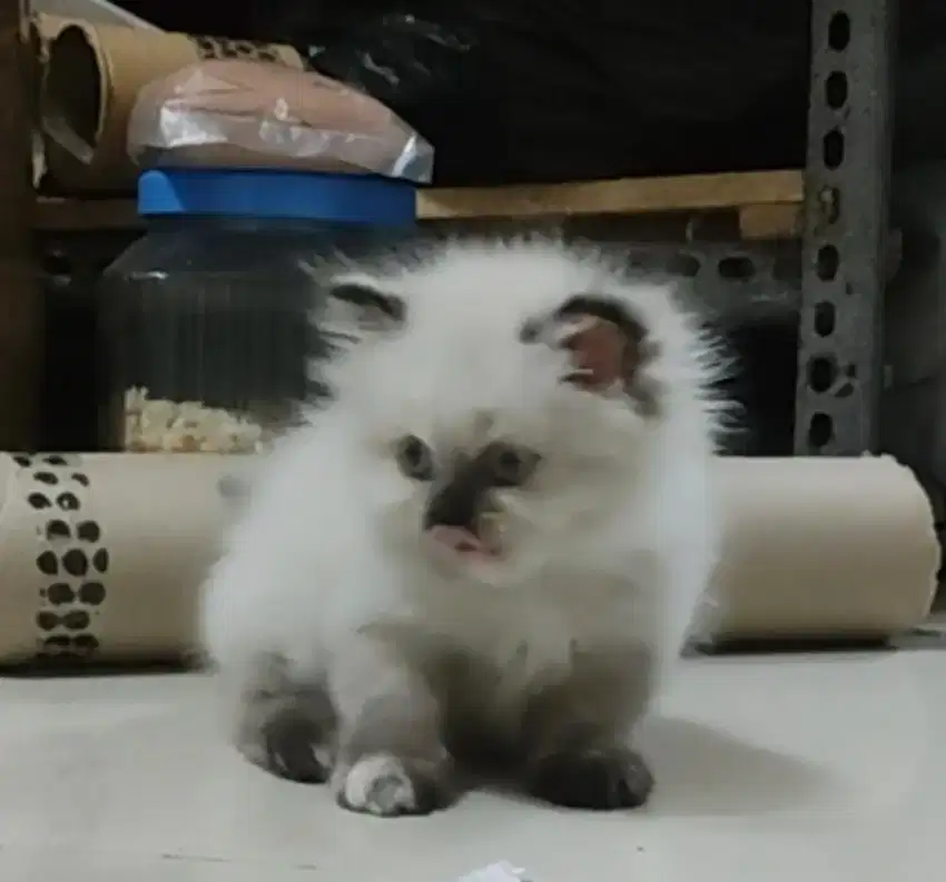 Kucing Persia kitten midol ragdoll Himalaya