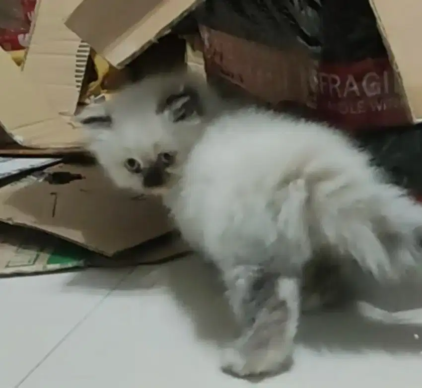 Kucing kitten persia