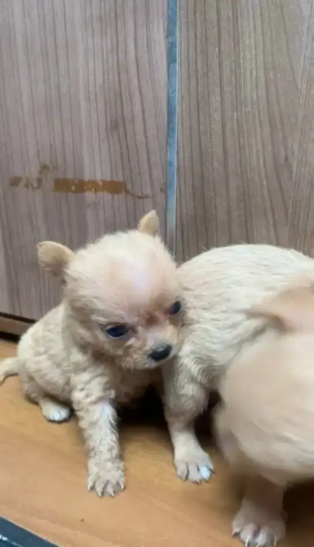 Chipoo size super mini