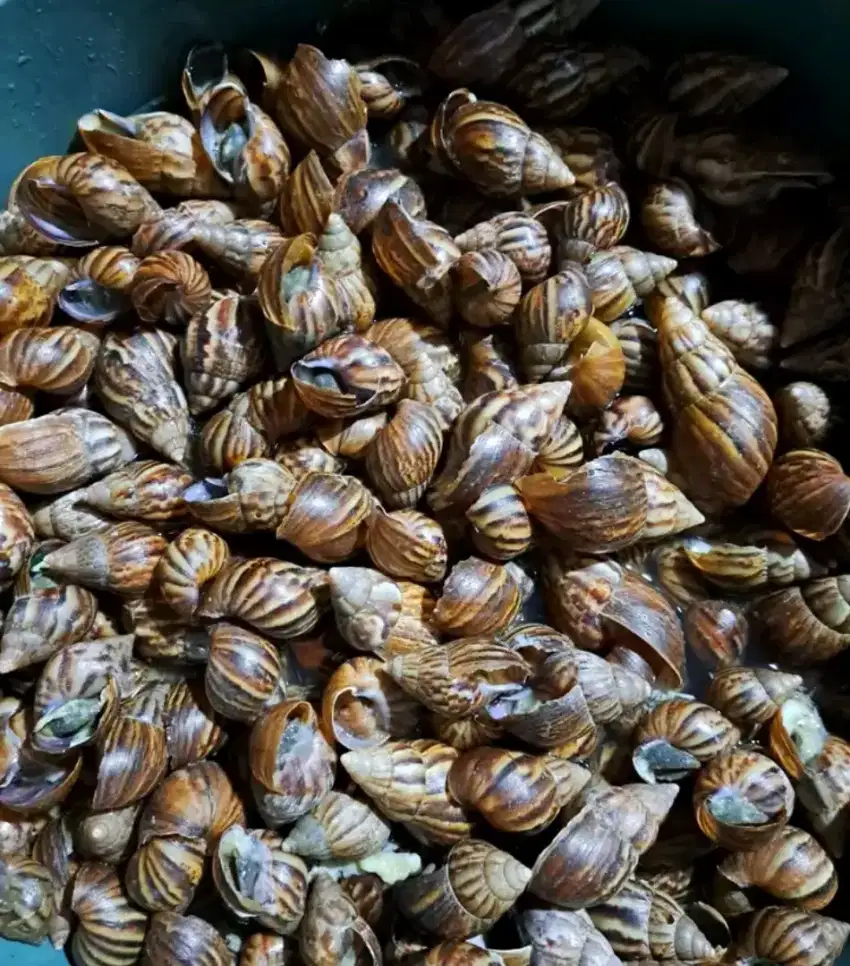 Bekicot konsumsi