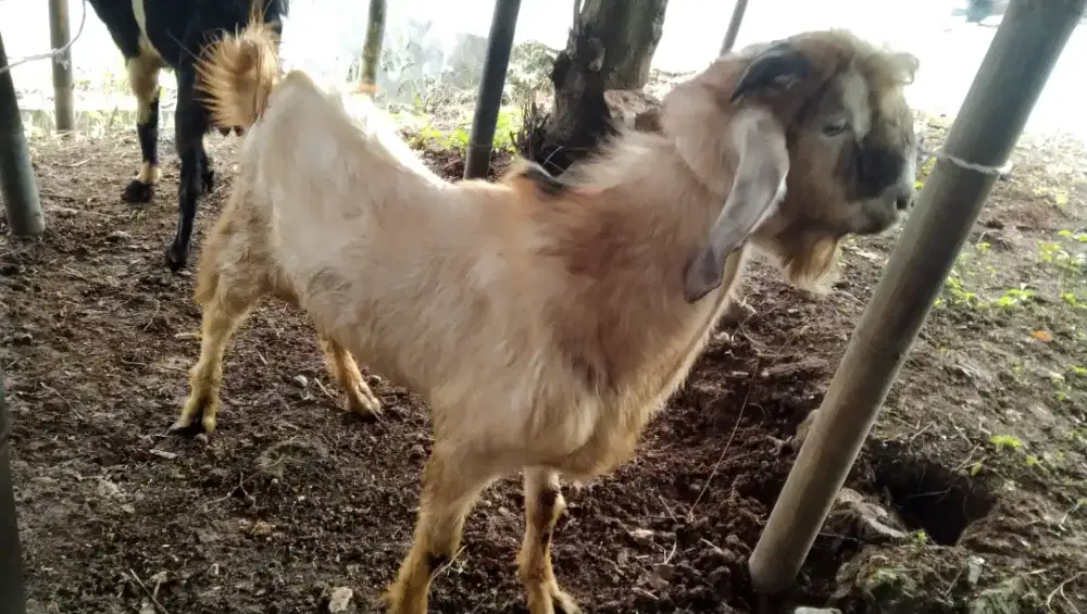 Kambing Aqiqah dan Qurban2025