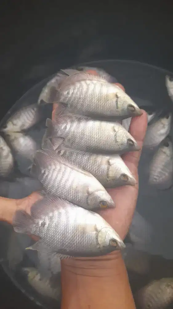 Jual ikan gurame ukuran korek paket 50 ekor