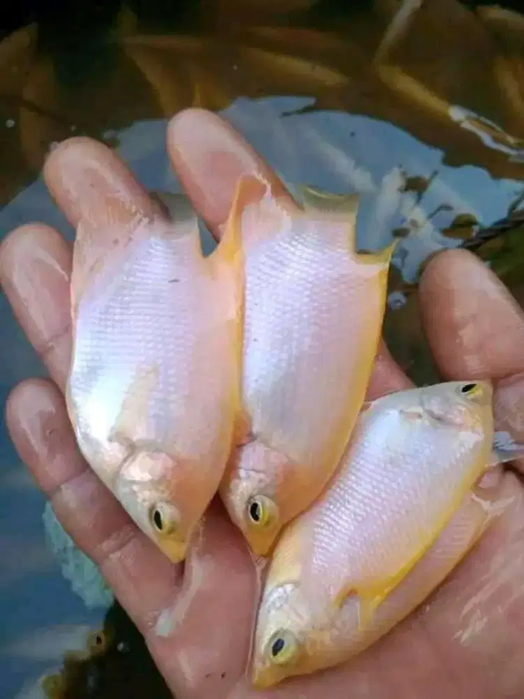 Jual ikan gurame padang ukuran 2 jari