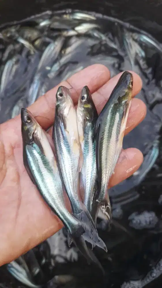 Jual bibit ikan patin ukuran korek bengsin