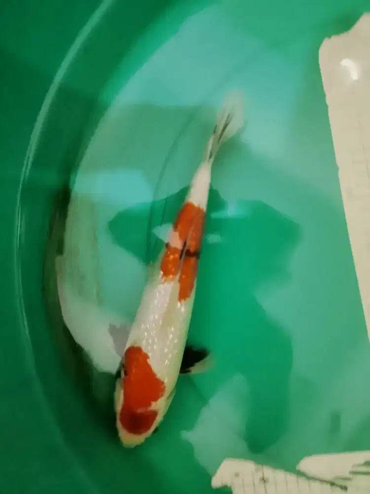 Ikan koi jenis Showa GINRIN 35cm