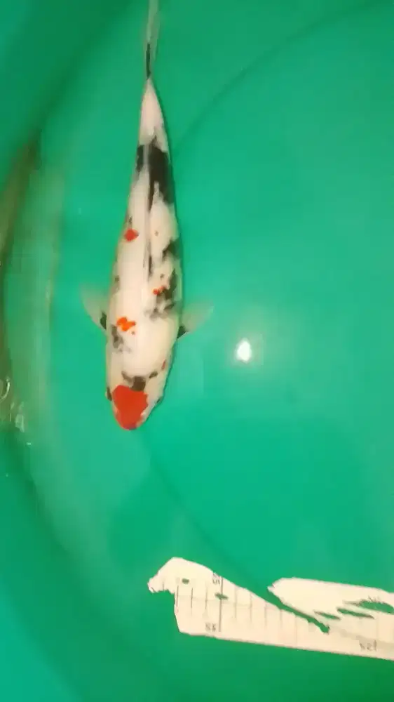 Ikan koi jenis Showa pola lucu 33cm