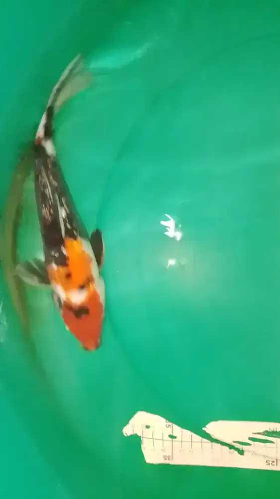 Ikan koi jenis Showa GINRIN 33cm