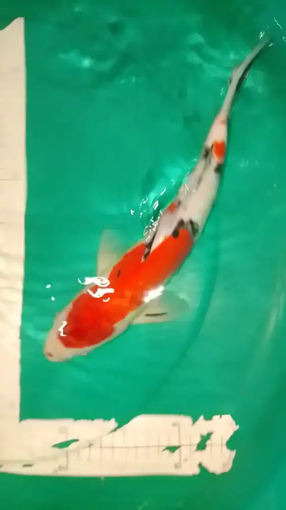 Ikan koi jenis Sanke 33cm warna merah strong