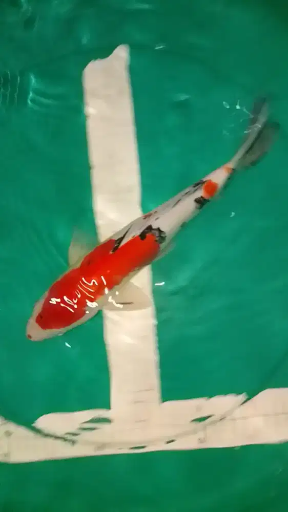 Ikan koi jenis Sanke 34cm male