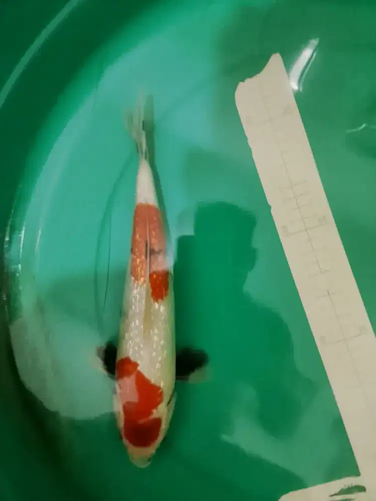 Ikan koi jenis Showa GINRIN 35cm