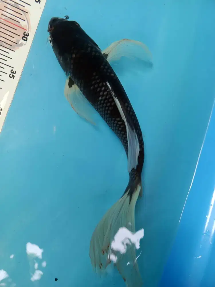 Koi matsukawabake kumpay slayer