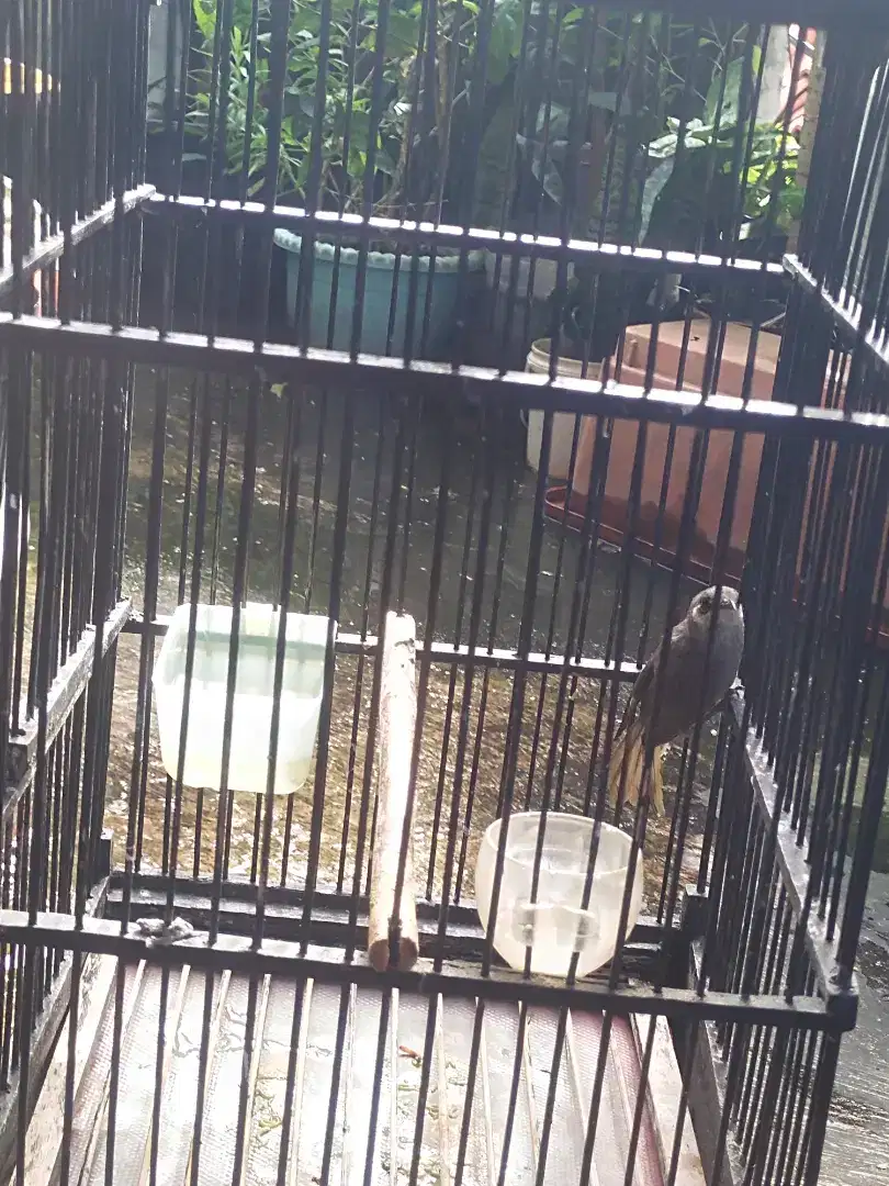 Cucak kombo jantan