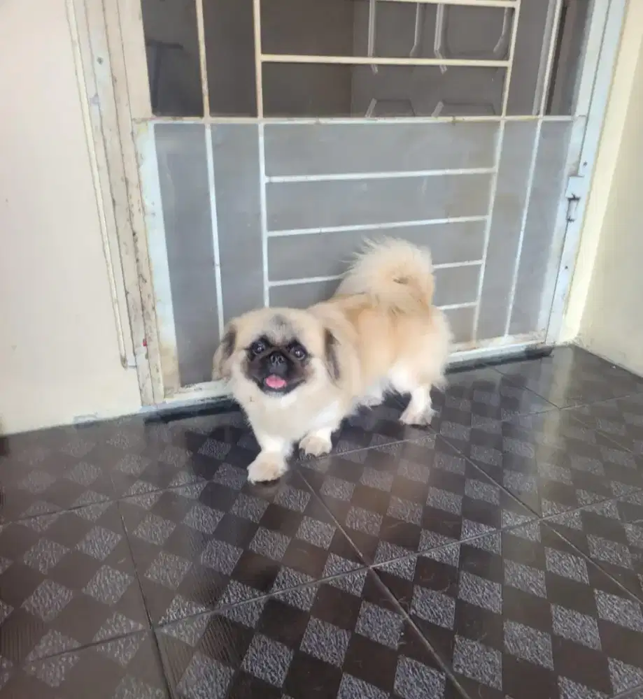 Pekingese Betina dewasa Stb