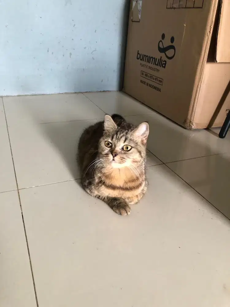 Scottish Female (british shorthair)