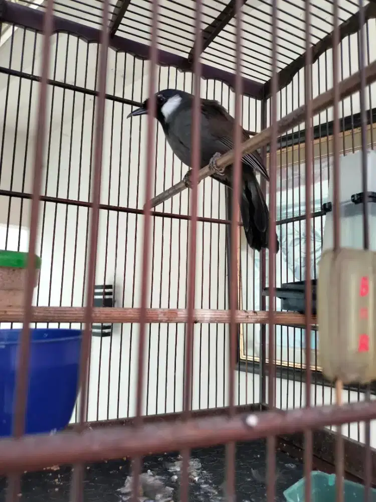 Burung Poksay Hongkong Gacor