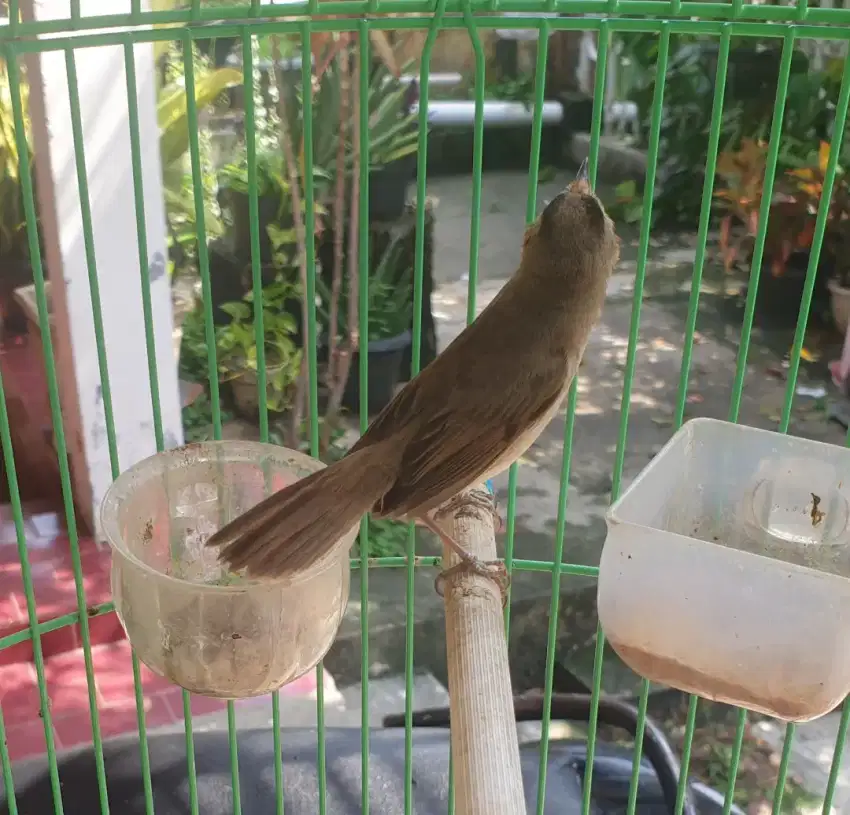Kerak basi sinchan udah sering bunyi