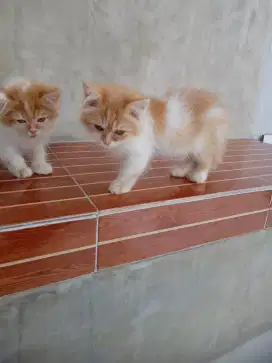 Kitten ada 2 sejodoh longhair satuan boleh atif main negoin