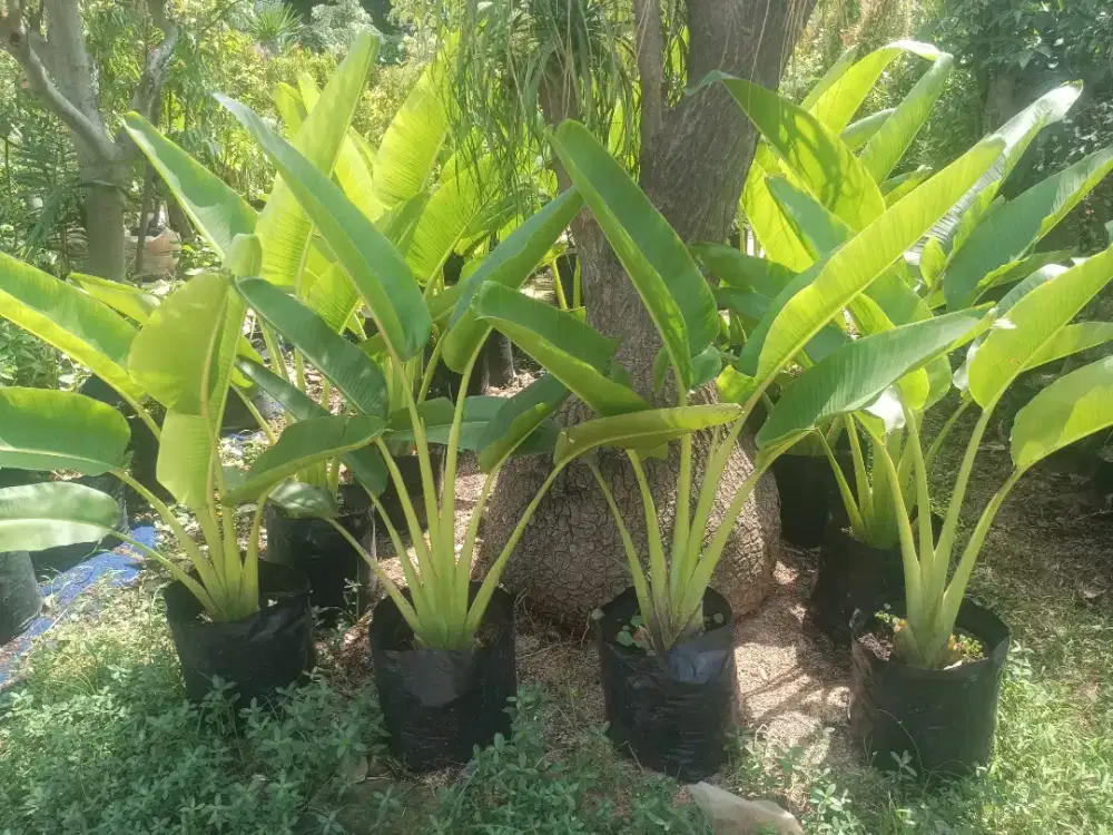 Pohon pisang kipas 1 meter