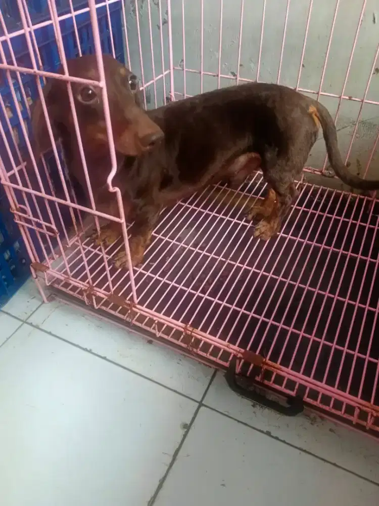 Open stud pejantan dachshund brown tan kopo bandung
