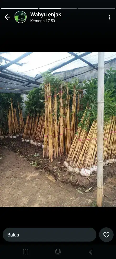 bambu panda dan tanaman hias