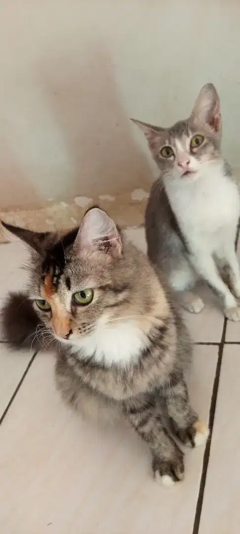 KUCING DUA EKOR