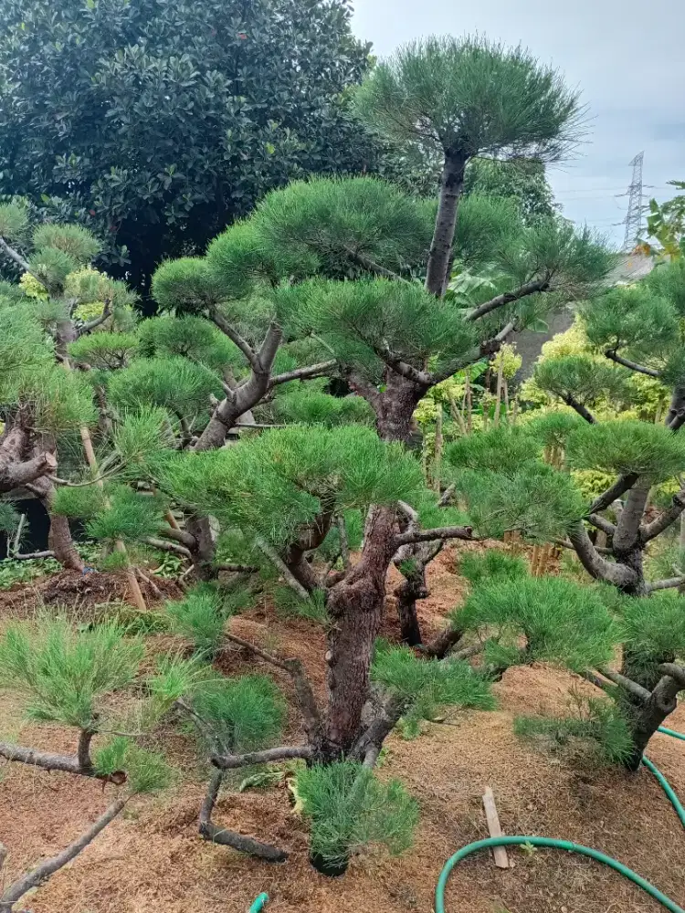 cemara udang dan tanaman hias