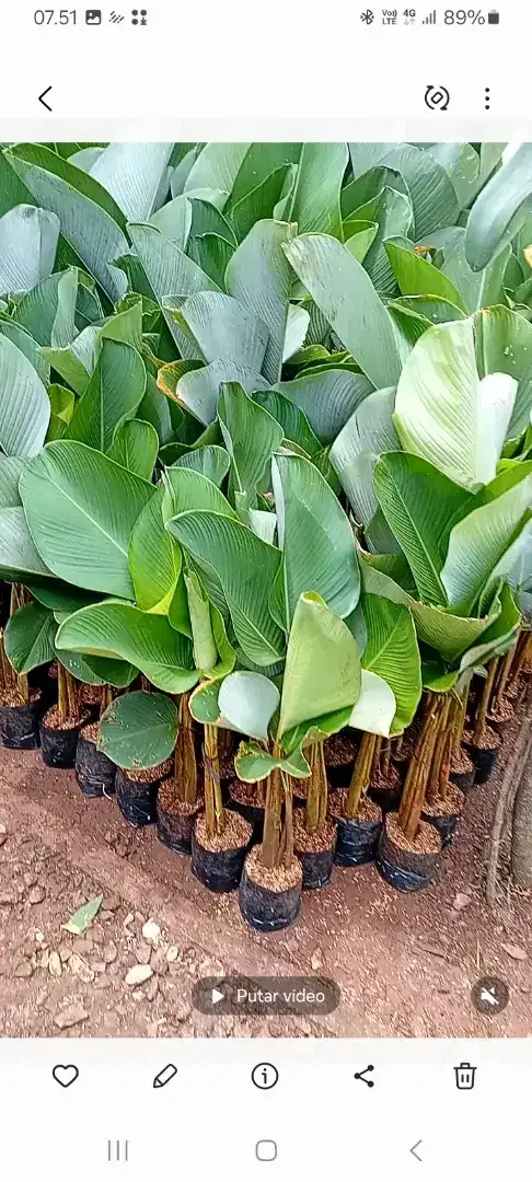 pisang kalatea dan tanaman hias