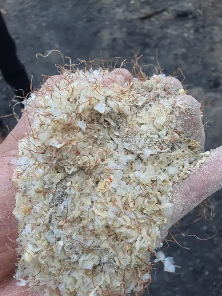 Abu jagung pakan ternak bermenir sapi kambing