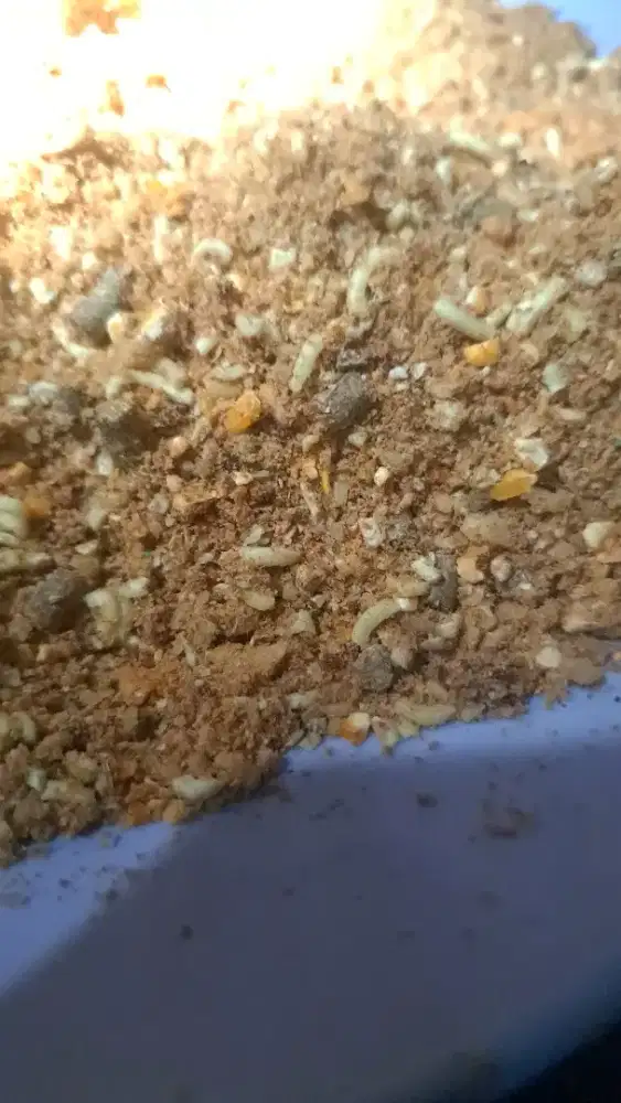 Pakan adukan komplit