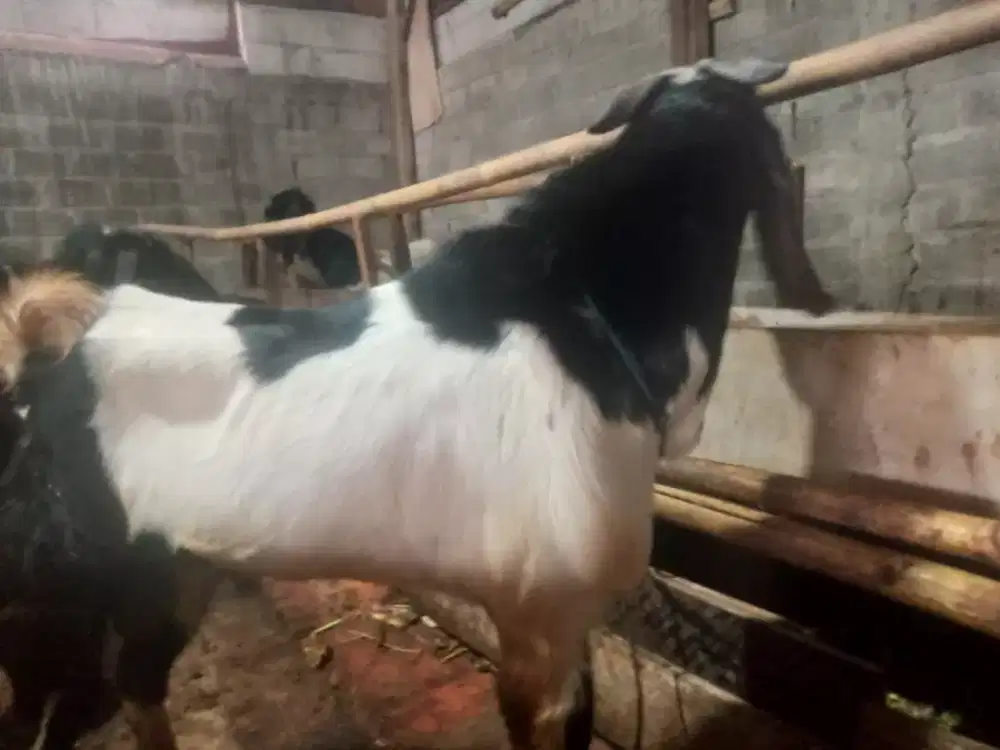 Kambing Qurban dan Aqiqah di Cengkareng Jakarta Barat Harga terjangkau