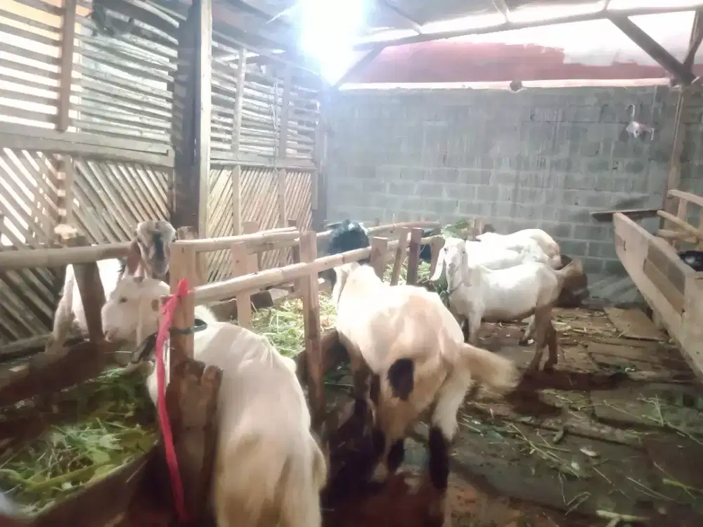 Kambing Qurban dan Aqiqah di Cengkareng Jakarta Barat Harga terjangkau