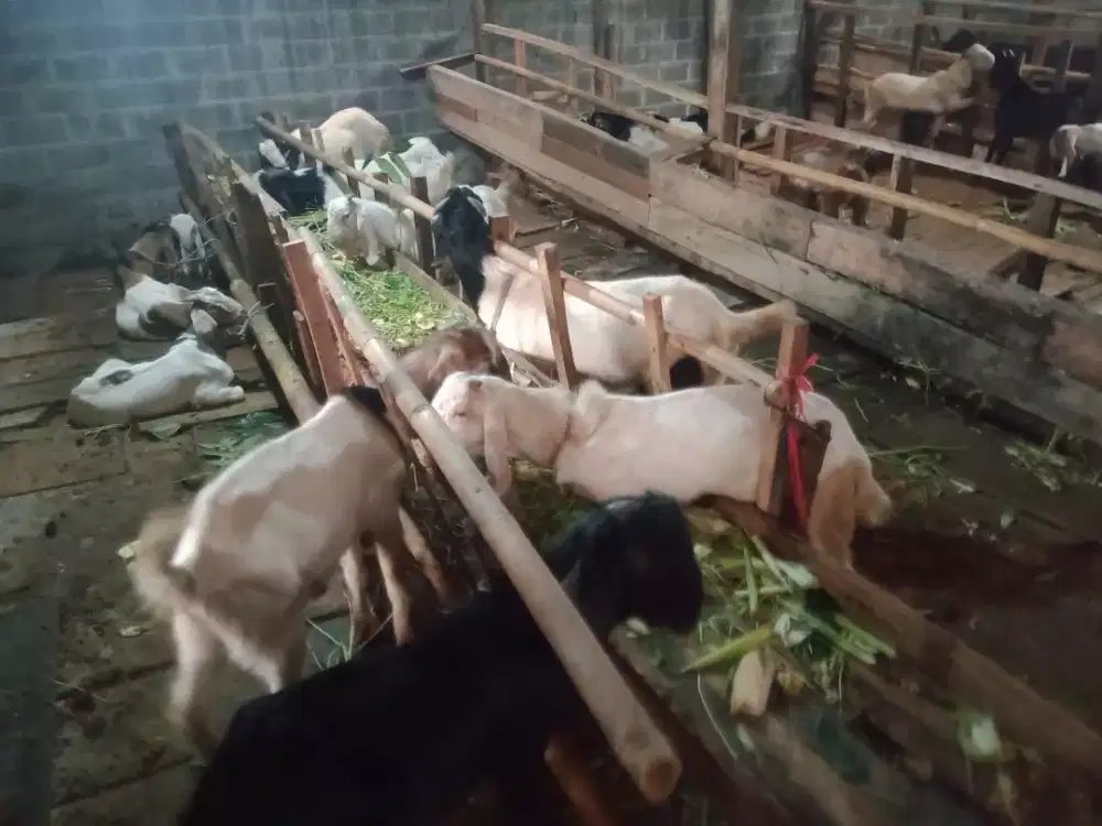 Kambing Qurban dan Aqiqah di Cengkareng Jakarta Barat Harga terjangkau