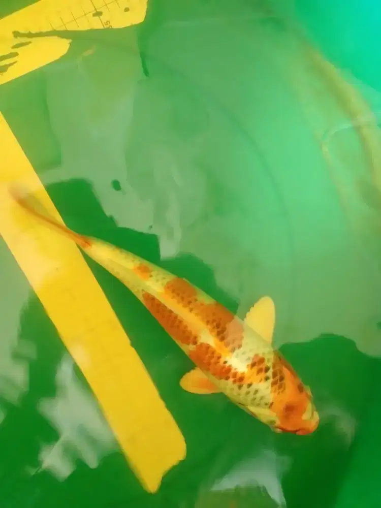 Ikan koi jenis KUJAKU 34cm HQ