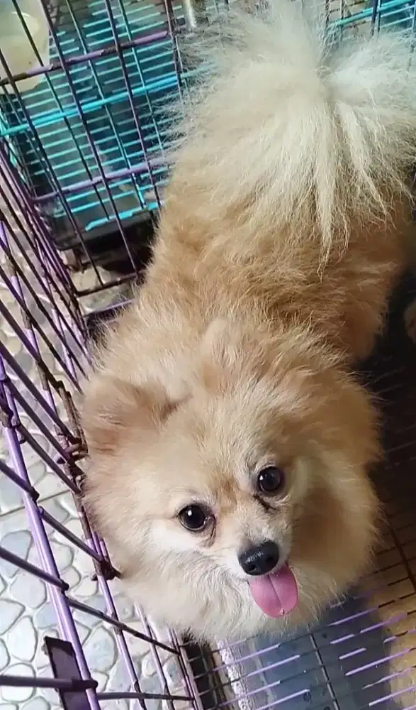 Betina no stb umur 1 thn