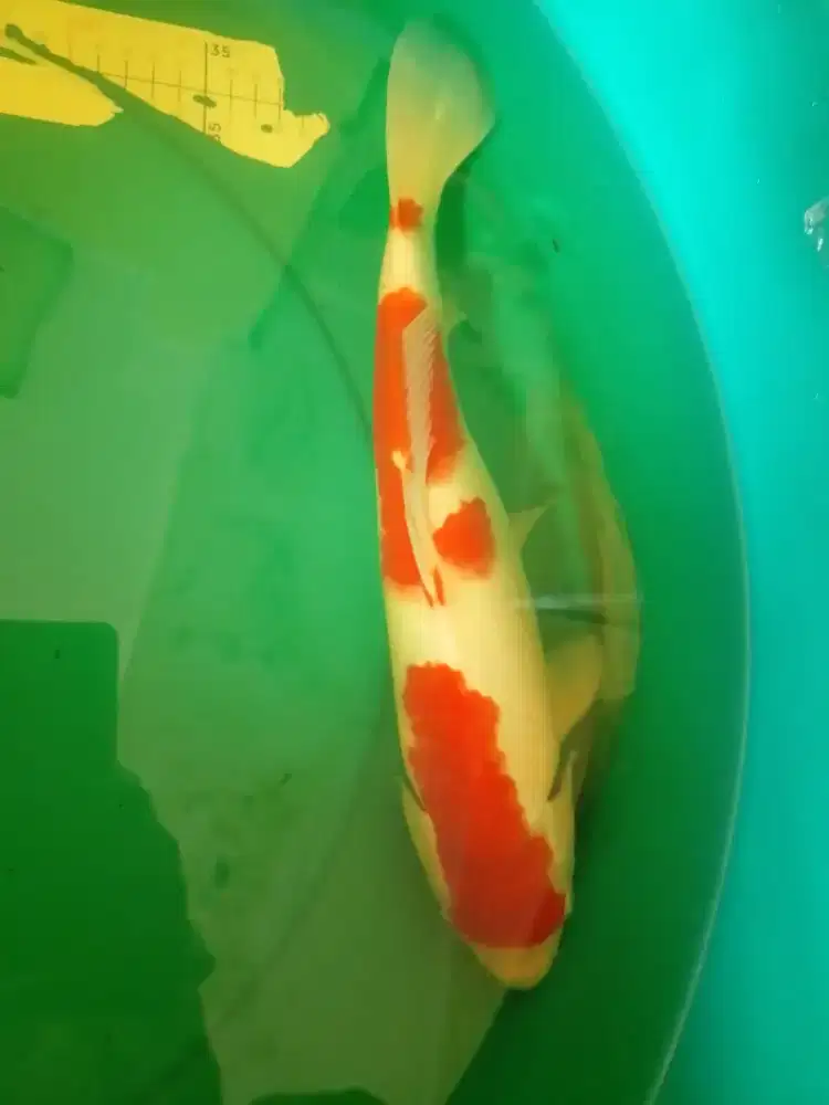 Ikan koi jenis KOHAKU 36cm HQ