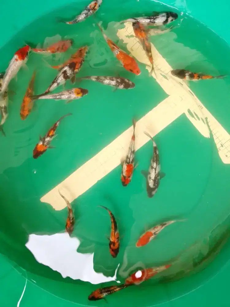 Ikan koi jenis Showa GINRIN 15cm Pilihan